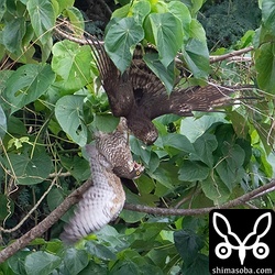 突如始まった肉弾戦。詳しくは下の動画をご覧ください。