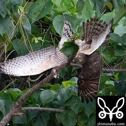 枝ごとつかんでいるようでこの状態がしばらく続きました。