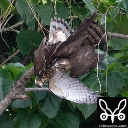 雄叫びを上げる幼鳥(手前)。この後、2羽がからまったまま落下して、成鳥が遁走しました。