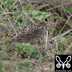 今季は数え切れないぐらいあちこちで見るコホオアカ。