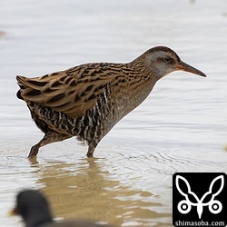 バンとクイナ。大きさはバンより小さく、タシギより大きい感じ。