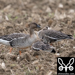 上のマガンの群れに合流したヒシクイ。たまにマガンにどやされていました。