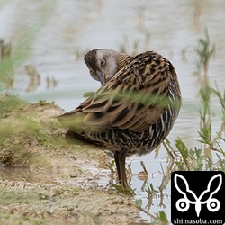 羽繕いするクイナ。警戒心は強いですが、待てば見られます。
