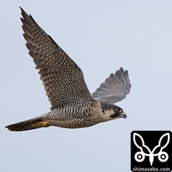 ずいぶん大きな個体でした。