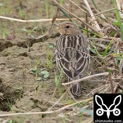ムネアカタヒバリも越冬中です。