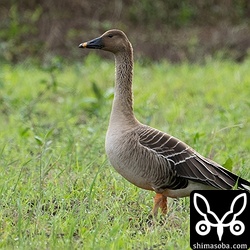 別の場所の単独ヒシクイ。物陰に隠れて撮ったのですが、すでに警戒中。