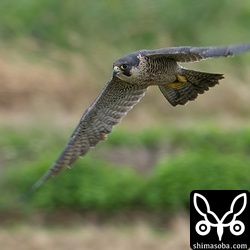 カモの方へ向かうハヤブサ成鳥メス。