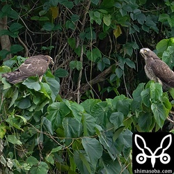 にらみ合うサシバの幼鳥(左)と成鳥メス。