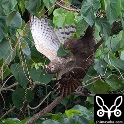 左の成鳥メスの方が形勢不利の模様。