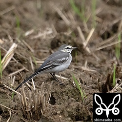 セキレイの仲間ではハクセキレイが一番少ないかもしれません。一番多いのはもちろんツメナガセキレイ。