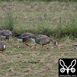 滞在2カ月となるマガンは成鳥と幼鳥合わせて25羽。