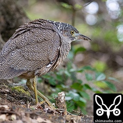 すぐ近くを通り過ぎて行きました。