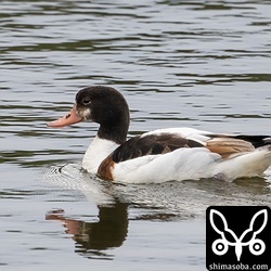 滞在2週間を超えたツクシガモのメス第1回非生殖羽。
