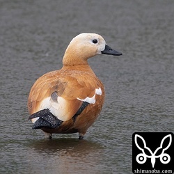 相変わらず警戒心はありません。このアカツクシガモはほかのカモの群れには入りたくないようです。