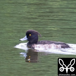 キンクロハジロのオス。