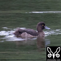 キンクロハジロの幼鳥。