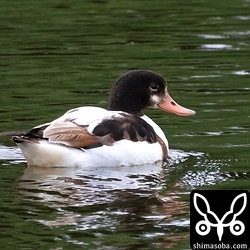 こちらのツクシガモはハシビロガモやキンクロハジロの群れと行動していました。