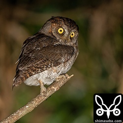 トラフズクは沖縄で見られるフクロウの仲間では最大級ですが、こちらは一番小さいリュウキュウコノハズクです。