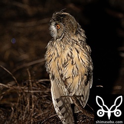 地面に降りたトラフズク。写真は撮れませんでしたが、同じエリアにコミミズクもいました。