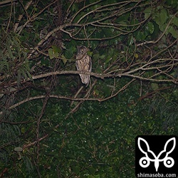 最初、トラフズクを見つけたときは、こんな感じ。遠かったです。