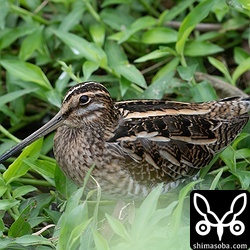 石垣島で越冬するジシギはタシギだけ。越冬チュウジシギやハリオシギを探すのですが、なかなか見つかりませんね。