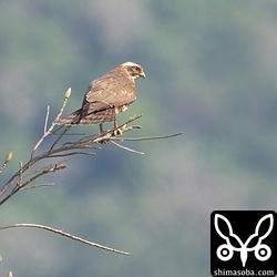 サシバの幼鳥。今季は幼鳥が少ないような気がします。繁殖地で異変があったりするのでしょうか。