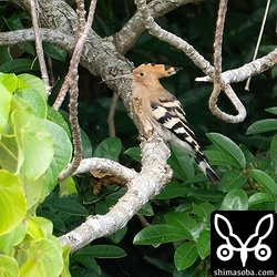 秋のヤツガシラは年によって当たり外れがありますが、今年は大当たりのようです。春の状況が気になります。