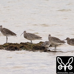 ダイシャクシギとダイゼン。ダイシャクシギは幼鳥6羽が滞在中です。