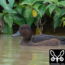 こちらも昨年から越冬のメジロガモ。オスとメスの2羽います。一番多いときは3羽いました。