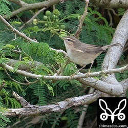 鳴き声、姿ともに確認できたムジセッカ。石垣島で見たのは初めて。