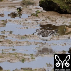 トウネン冬羽。数羽の飛来を確認。