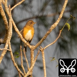 夕日に照らされるアカハラ。今季はツグミ、シロハラ、アカハラが少ないです。