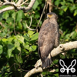 カンムリワシ成鳥。幼羽が1枚だけ残っています。4暦年目でしょうか。こちらも久しぶりの太陽を浴び気持ち良さそう。