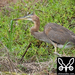 ムラサキサギ第1回冬羽。