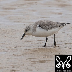ミユビシギ。沖縄本島では越冬もするし、渡りの時期にはそれなりの数が通過するのですが石垣島では少ないです。