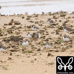 ムナグロとメダイチドリ。ムナグロは70羽ほど、メダイチドリは40羽ほどを確認。