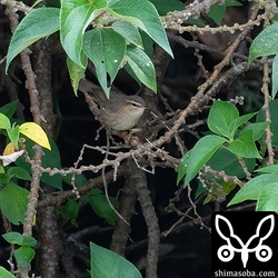 ムジセッカは茂みにいることが多いですが、鳴き声でその存在を感じることができます。