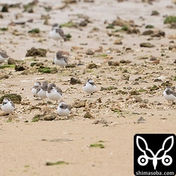シロチドリとメダイチドリ。シロチドリは50オーバーが飛来。