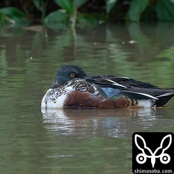 ハシビロガモのオス。エクリプスから生殖羽へ換羽中。
