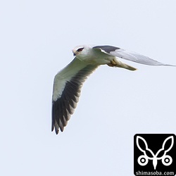 上の巣立ちビナなちの親鳥。空中での給餌も見せてくれました。