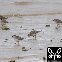 ダイゼンは石垣島では数羽程度の群れが多いですが、今回は20羽ほど。