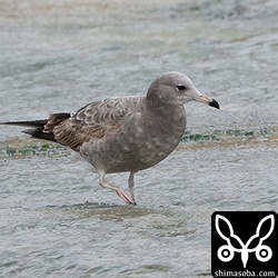 上とは別個体。今冬はウミネコが多く確認されています。すべて幼鳥です。