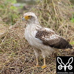 カンムリワシ幼鳥。餌はしっかりとれているようでした。