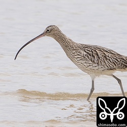 ダイシャクシギ第1回冬羽。