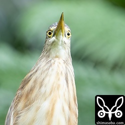 上空を飛ぶカンムリワシ幼鳥に警戒中。成鳥は怖がらないのですが、幼鳥は見慣れないからなのか恐れていました。