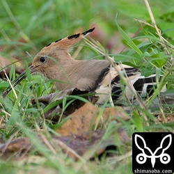 ゴキブリを土の中から次々と掘り当てていました。