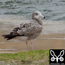 ウミネコ第1回冬羽。