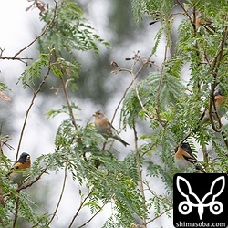 ギンネムに集まって何かを食っていました。新芽でしょうか。