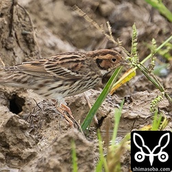 コホオアカの群れは、田植え前の田んぼにわずかに残る草の種を食っていました。