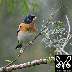 アトリのオス。ほぼ夏羽へ。